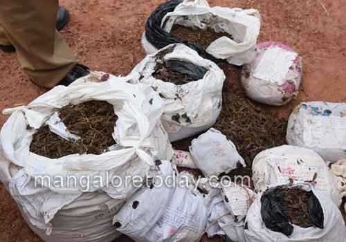 DK administration destroys 18 kg seized ganja 1